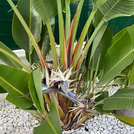 Pensjonat Palms Luxury