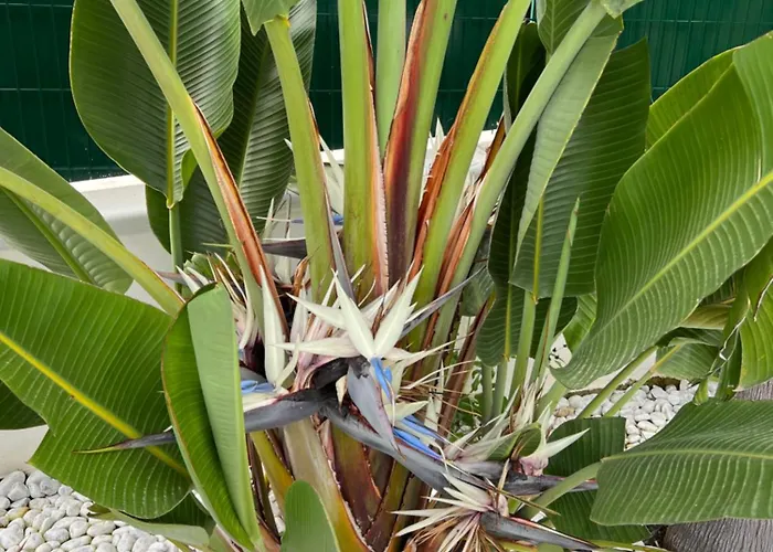 Gæstehus Palms Luxury